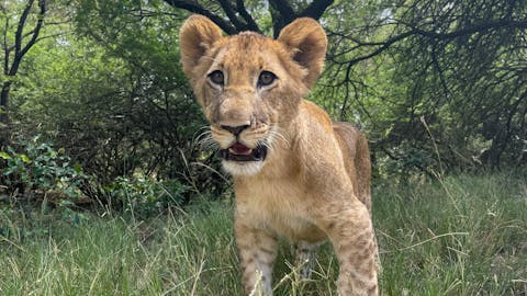 Savannah de Mare: lion