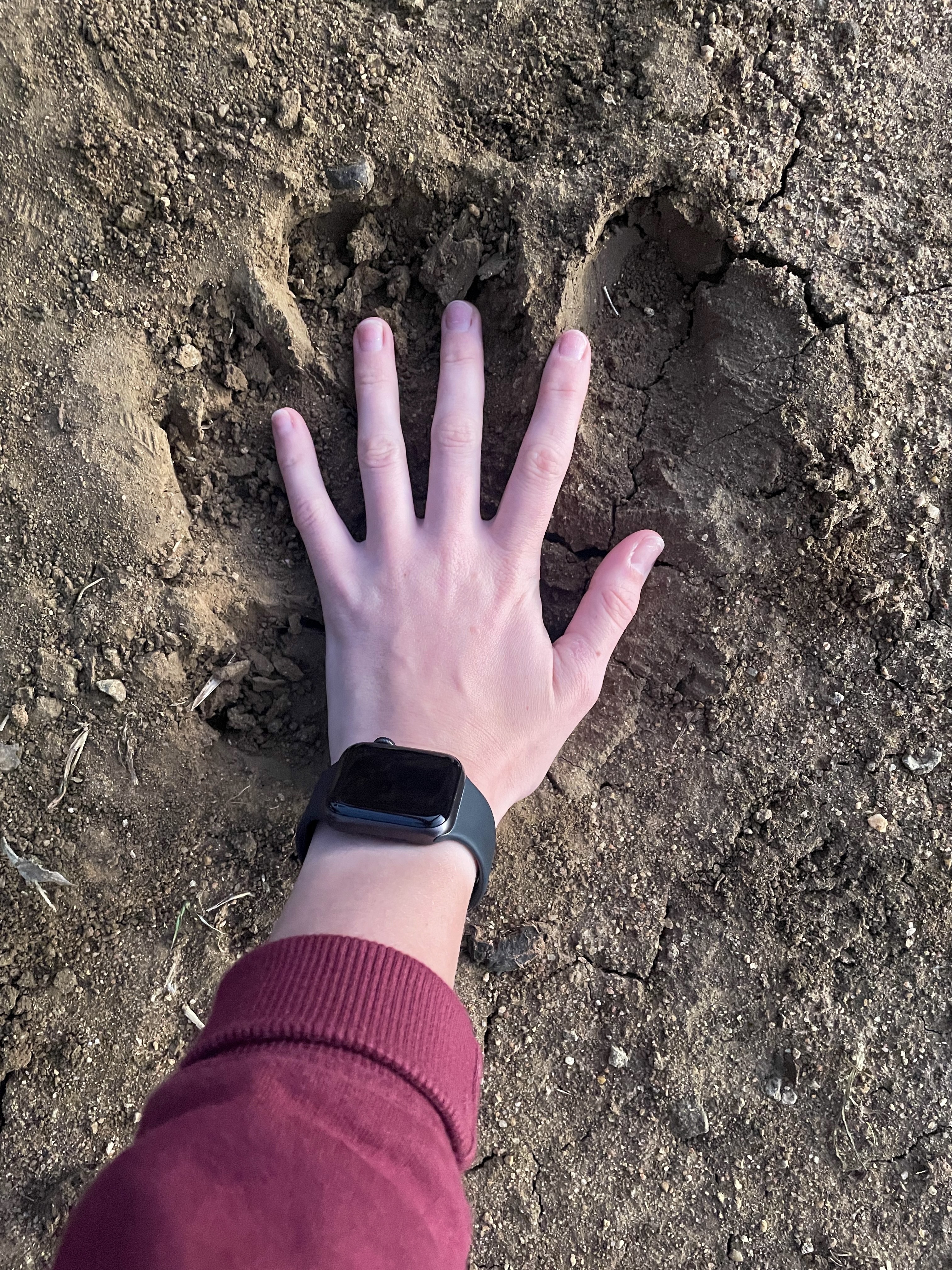 Savannah de Mare: hands over track