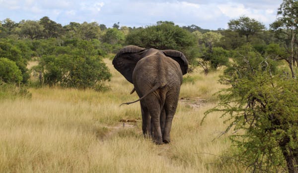Savannah de Mare: elephant