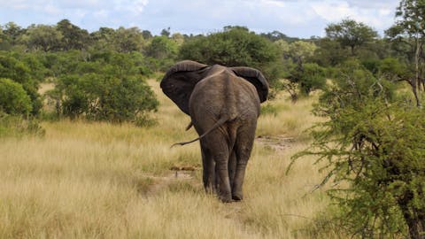 Savannah de Mare: elephant