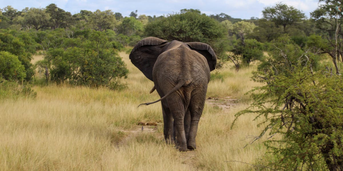 Savannah de Mare: elephant