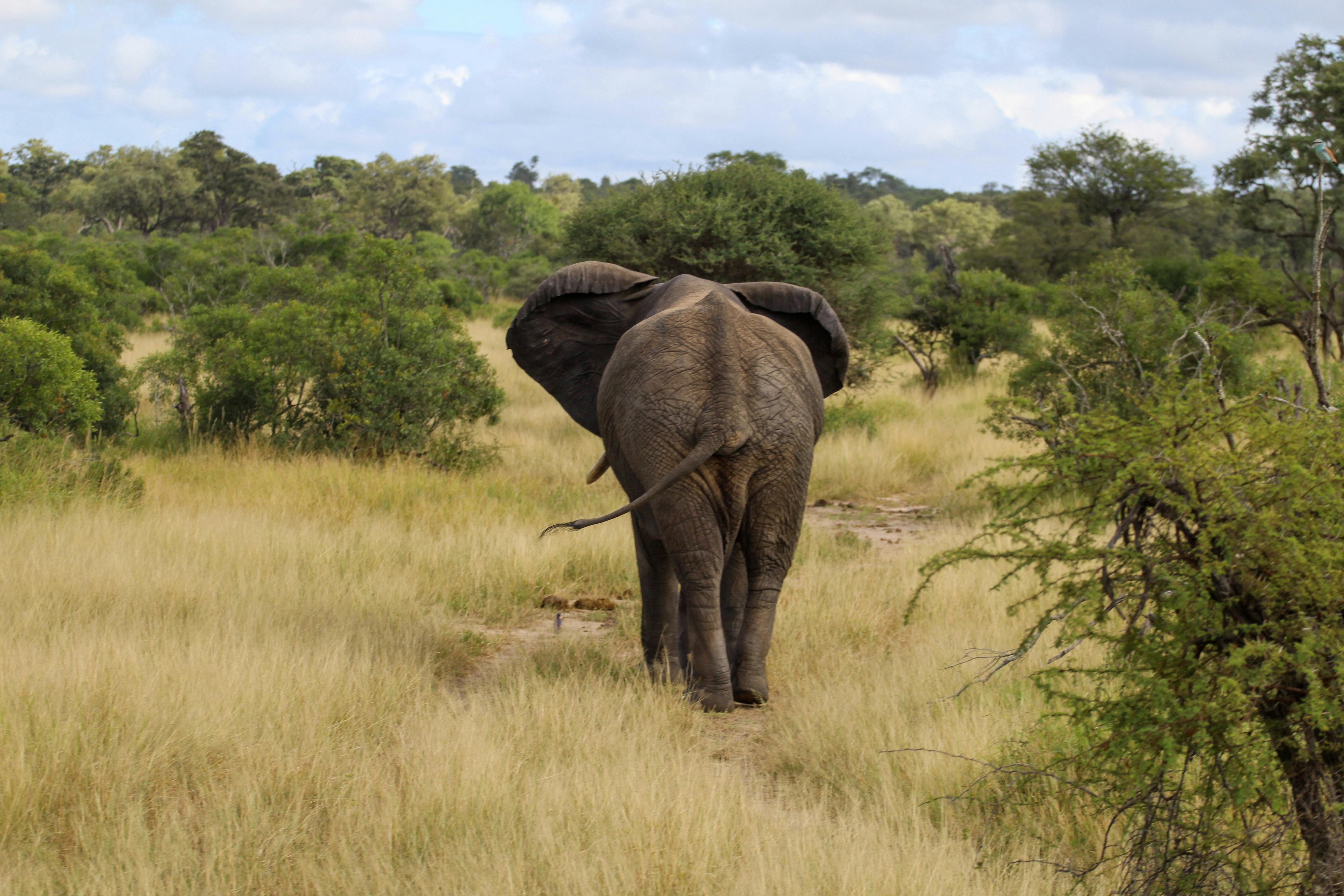 Savannah de Mare: elephant