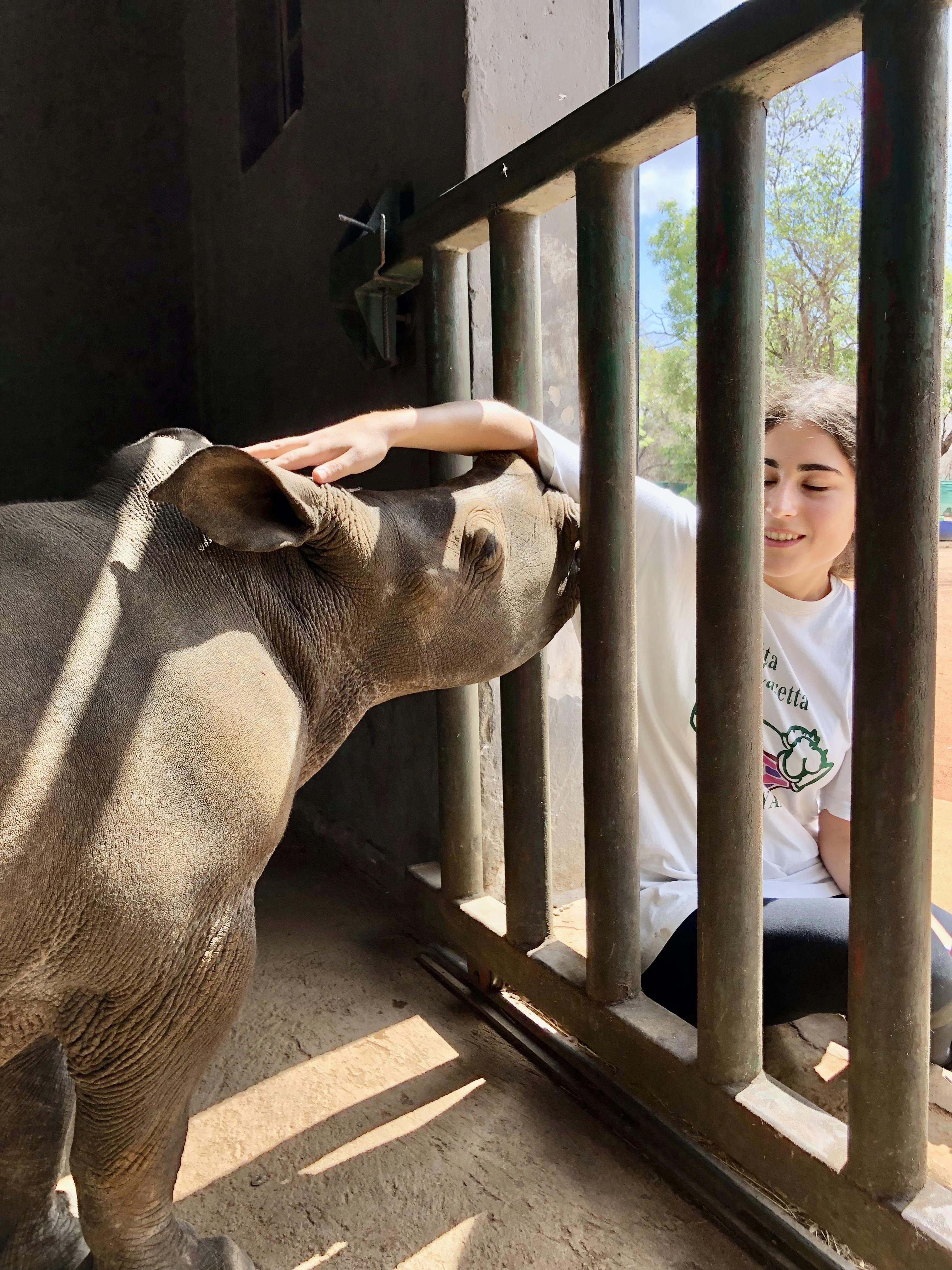 Rachele Stoppoloni: close-up of a rhino being stroked