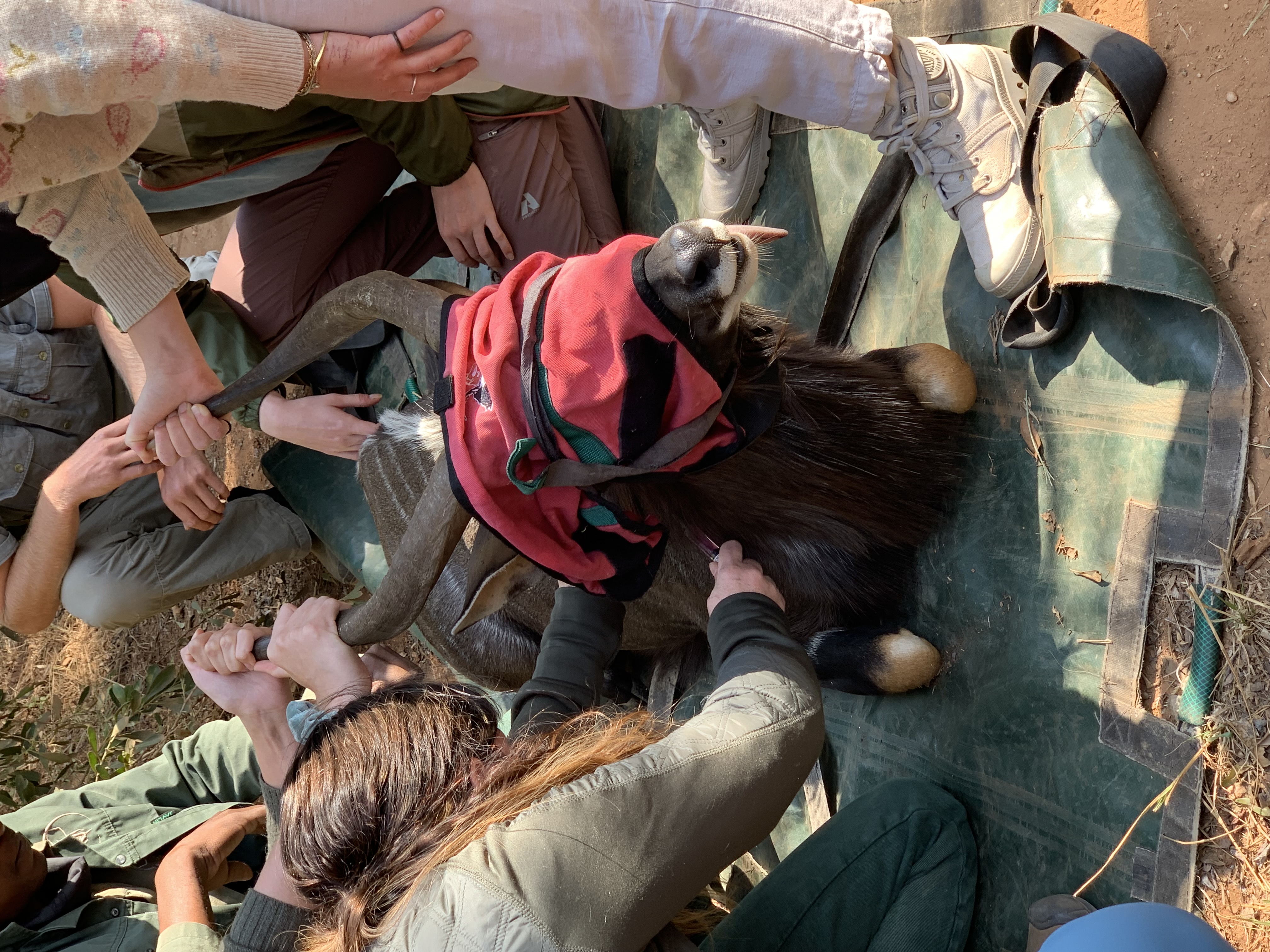 Siske Loggie: veterinary work on a sedated nyala