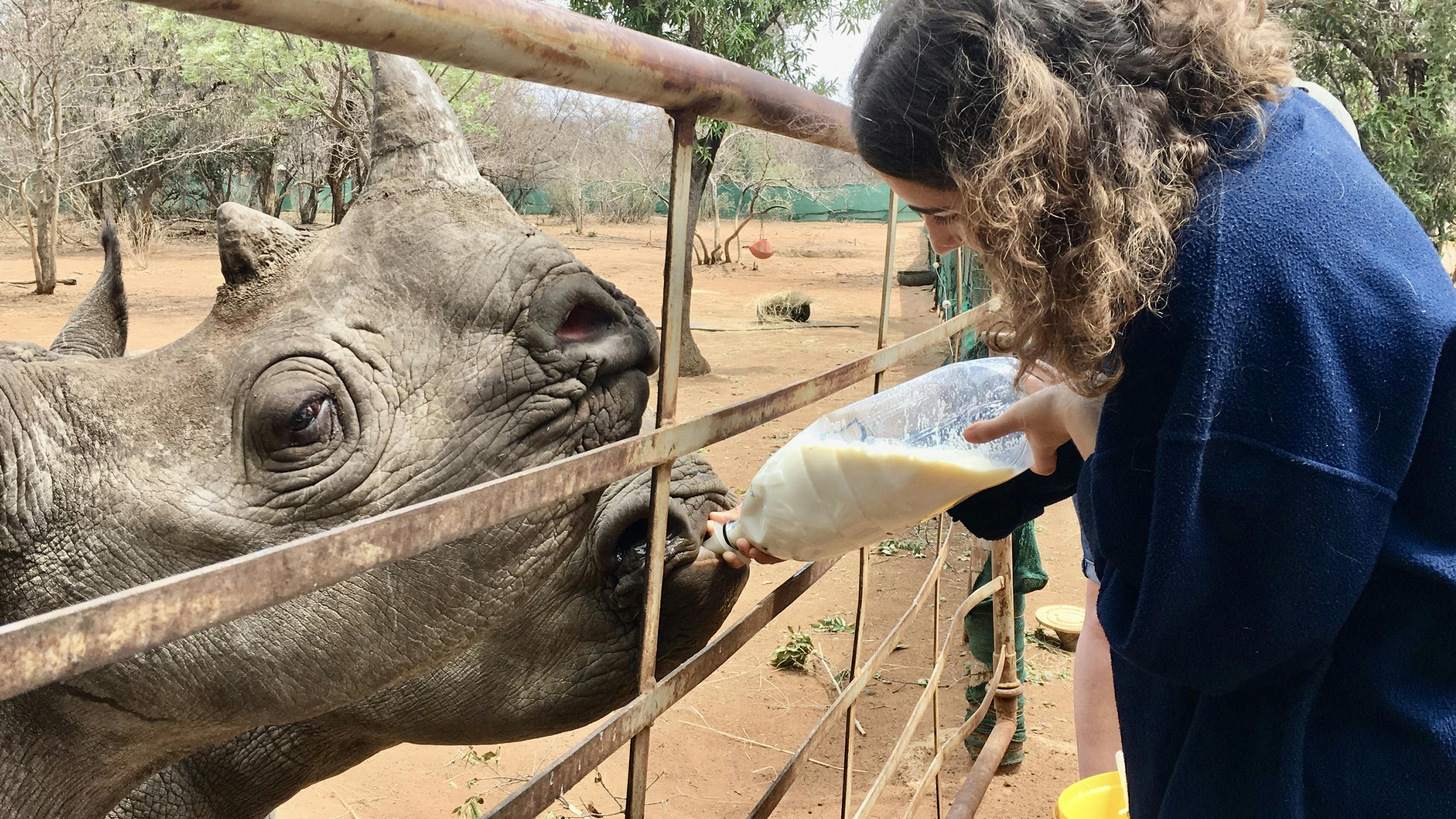 Rachele Stoppoloni: bottle feeding a rhino