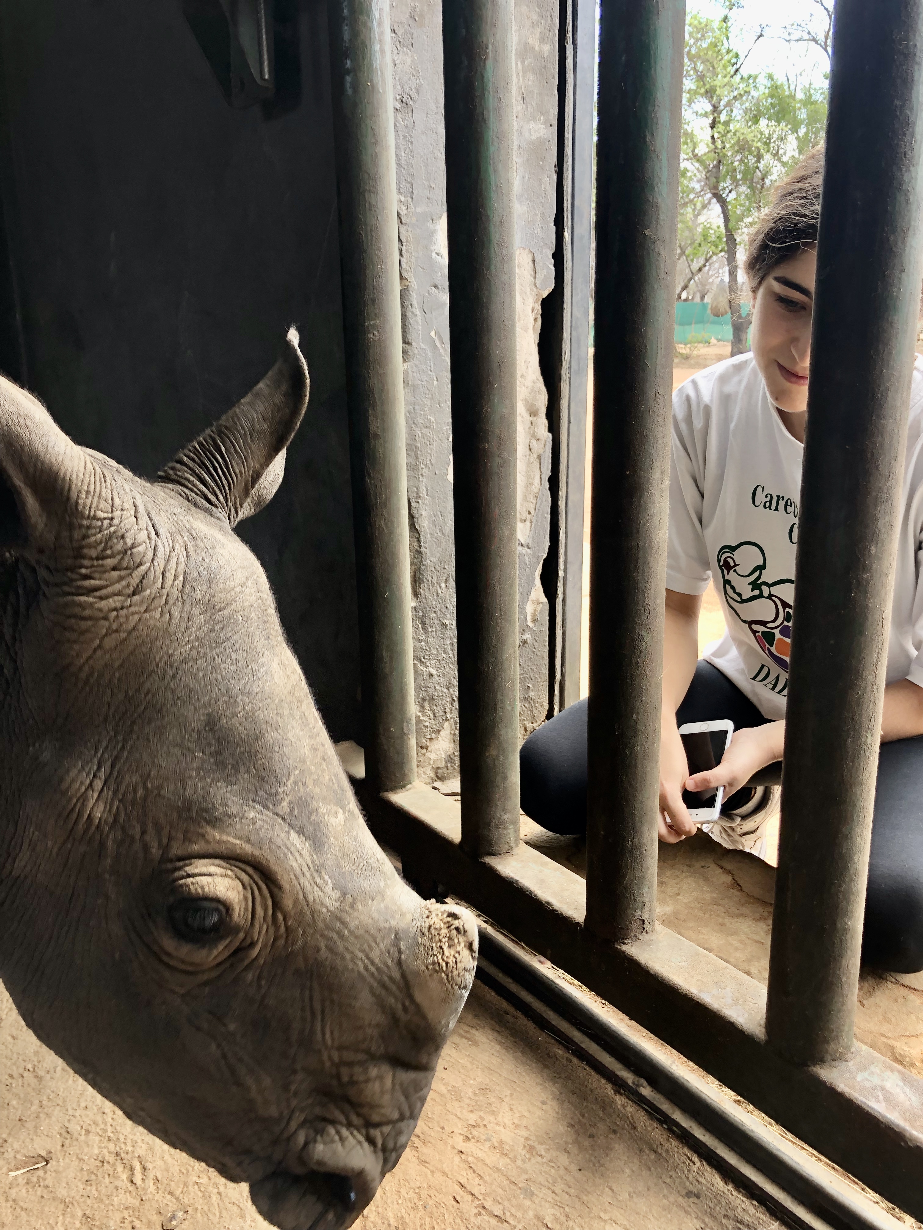 Rachele Stoppoloni: close-up of a rhino