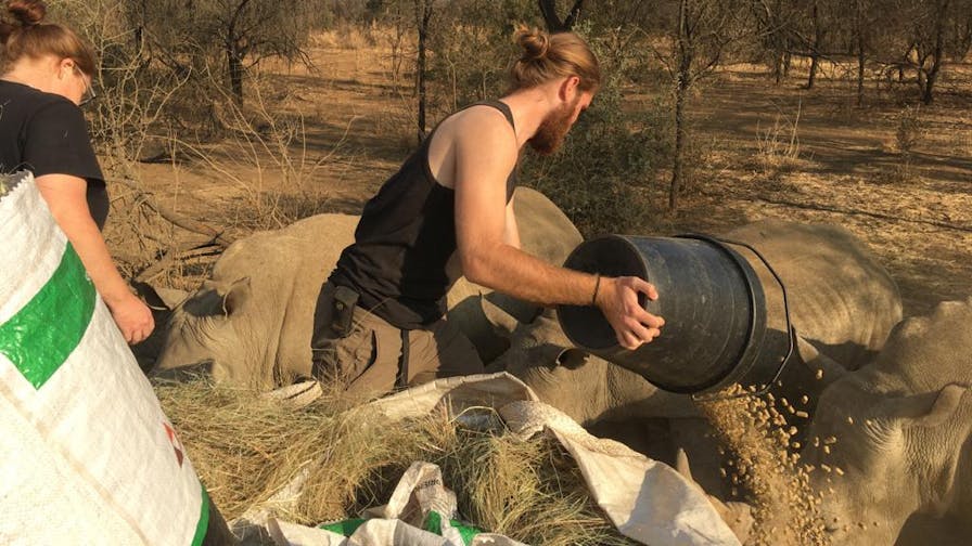 Lucas Zermatten: feeding pellets to the rhinos at Golola