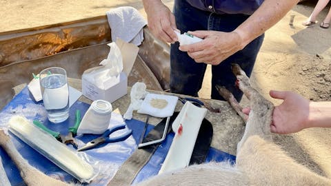 Pieter Kok: sedated animal