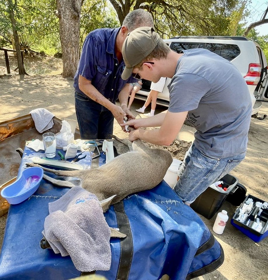 Pieter Kok: assisting the vet