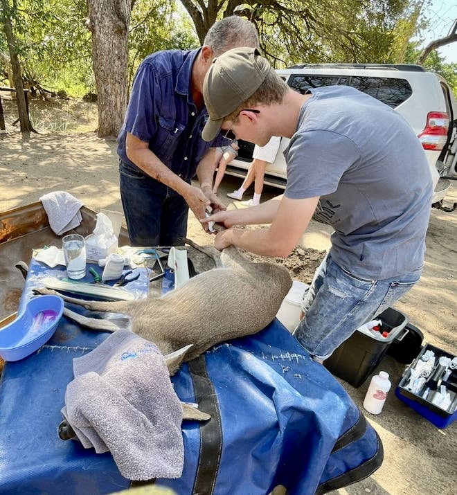 Pieter Kok: assisting the vet