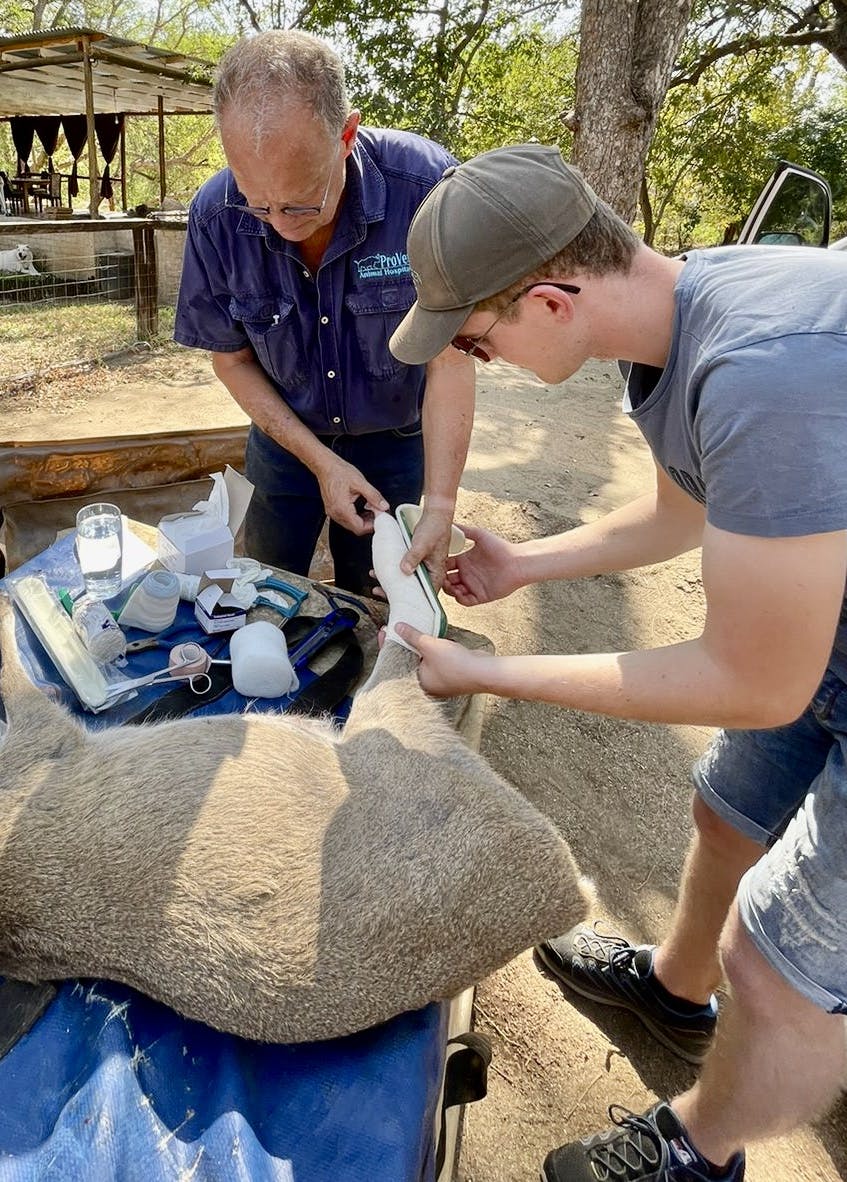 Pieter Kok: assisting the vet