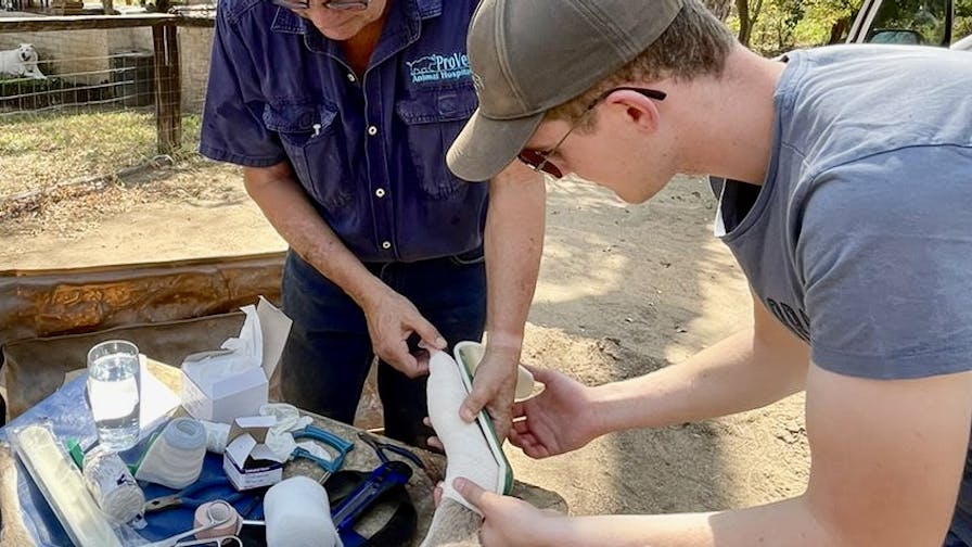 Pieter Kok: assisting the vet