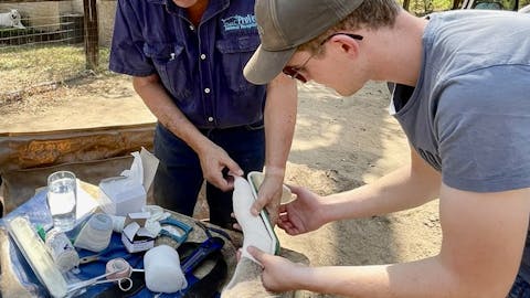 Pieter Kok: assisting the vet