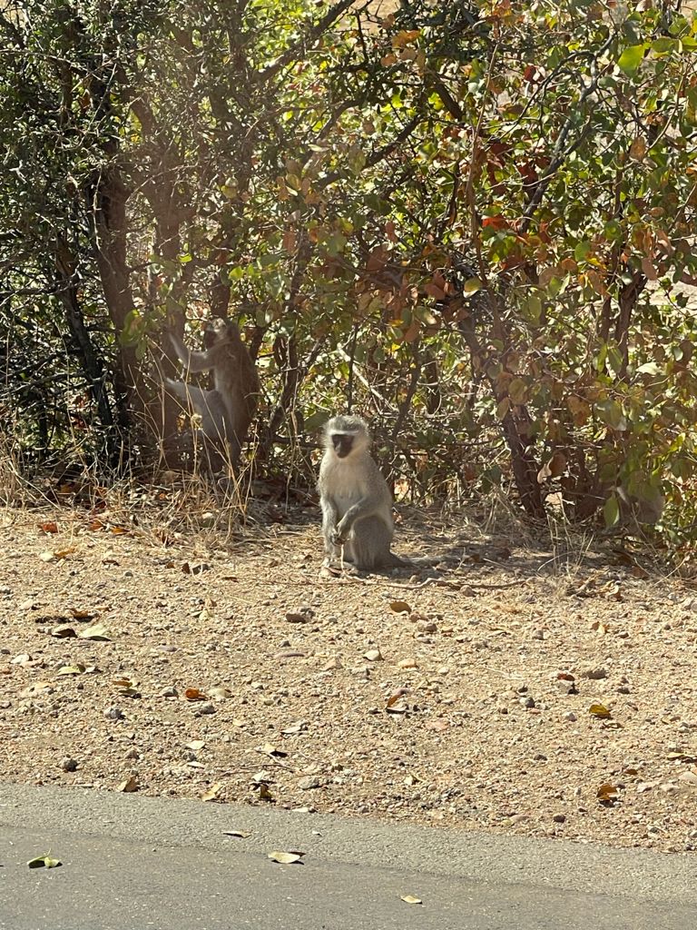Michelle Roegiers: monkey