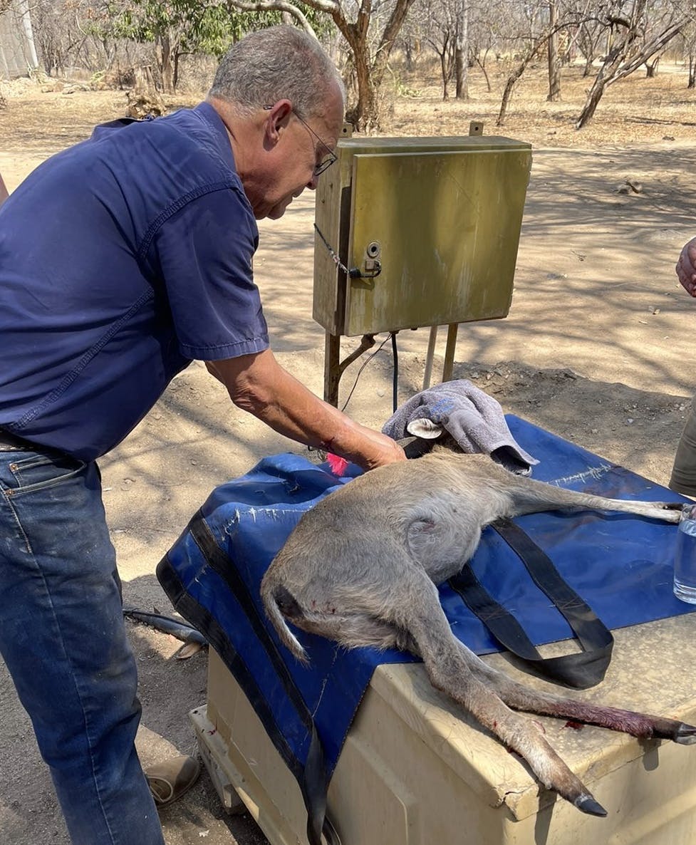 Pieter Kok: vet performing procedure