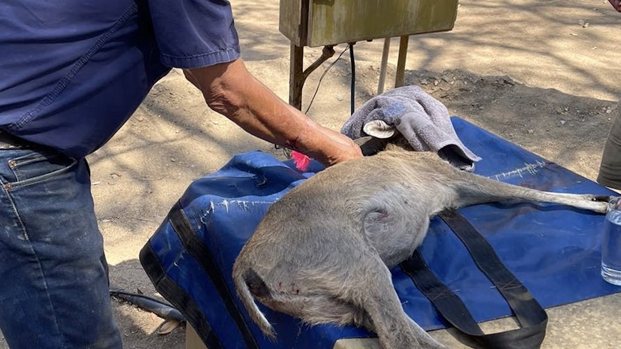 Pieter Kok: vet performing procedure