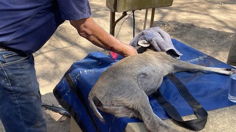 Pieter Kok: vet performing procedure