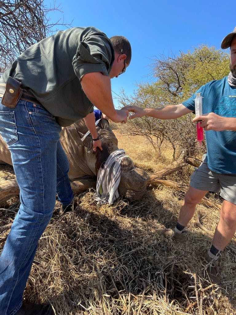 Michelle Roegiers: rhino dehorning