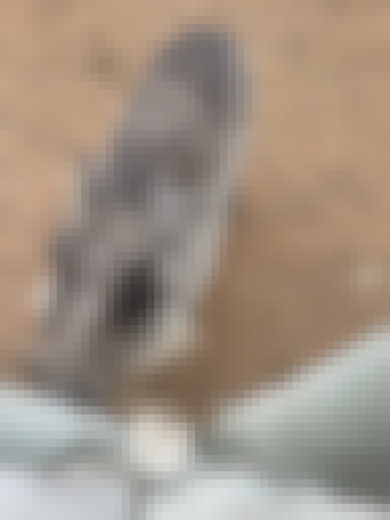 Michelle Roegiers: close-up of a warthog