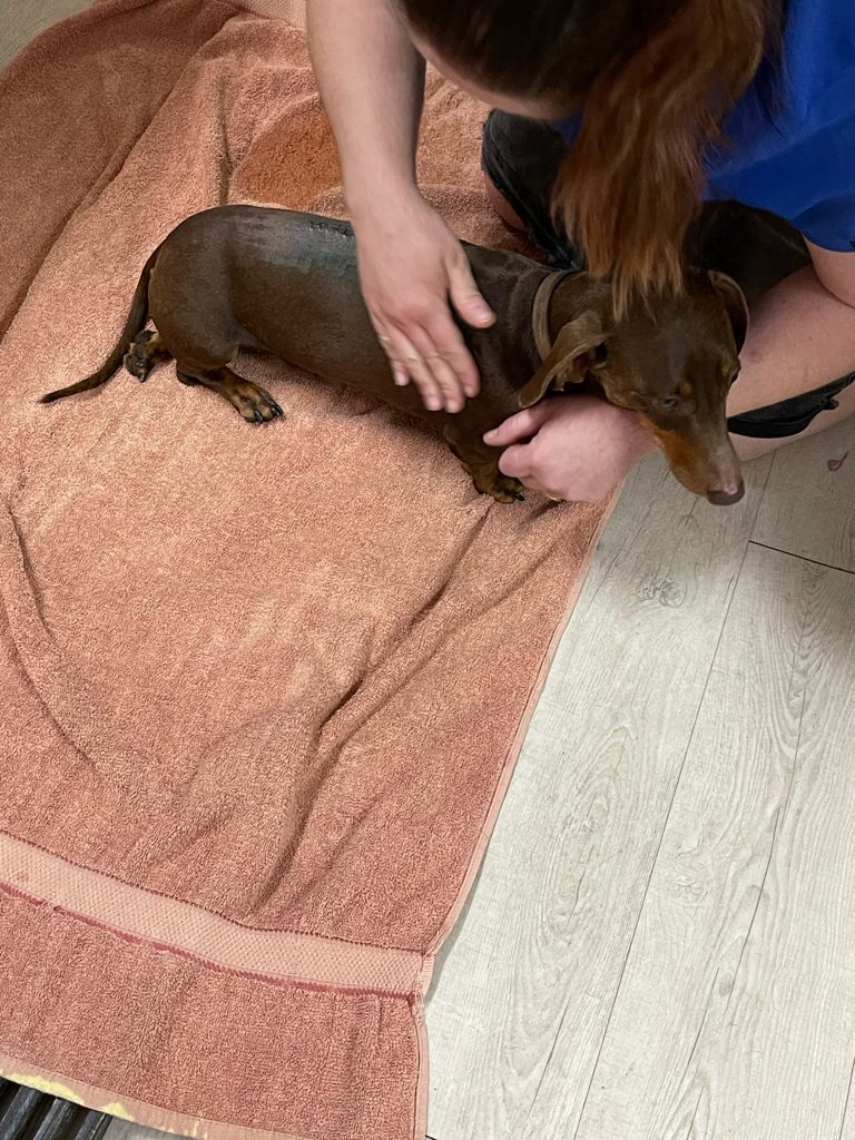 Michelle Roegiers: injured sausage dog