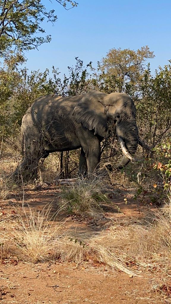 Michelle Roegiers: elephant