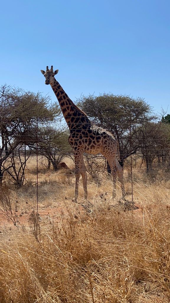 Michelle Roegiers: giraffe