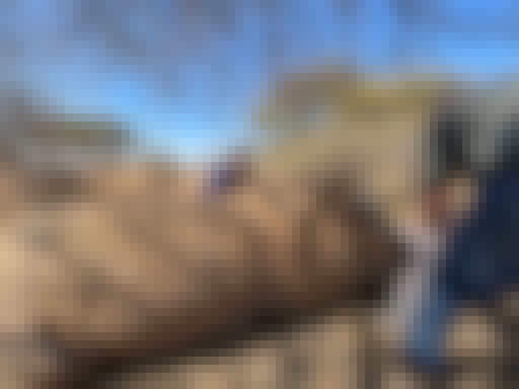 Michelle Roegiers: sedated rhino