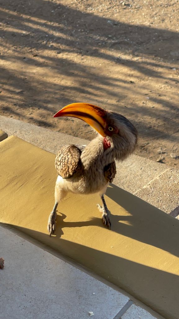 Michelle Roegiers: bird