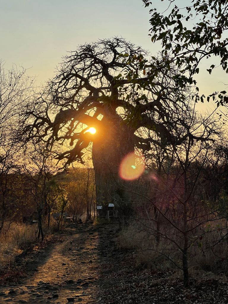 Michelle Roegiers: sunset