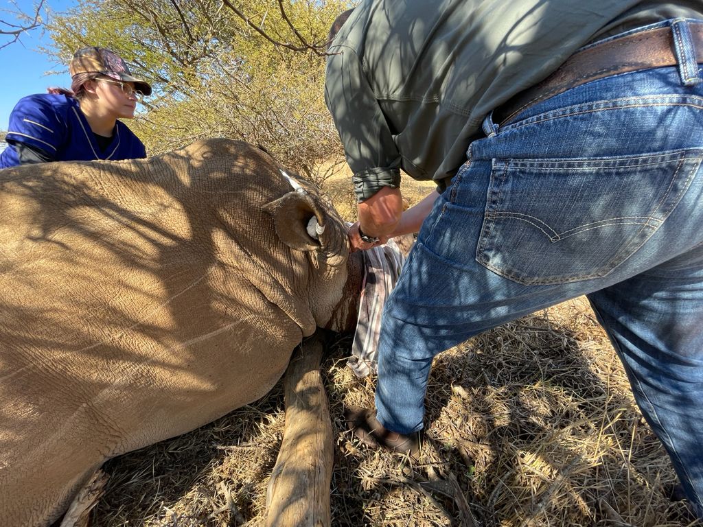 Michelle Roegiers: working on a sedated rhino