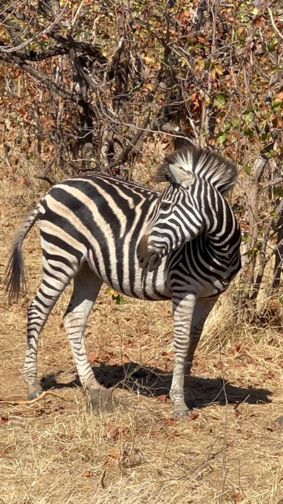 Michelle Roegiers: zebra