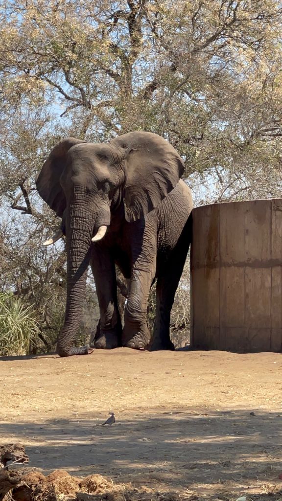 Michelle Roegiers: elephant