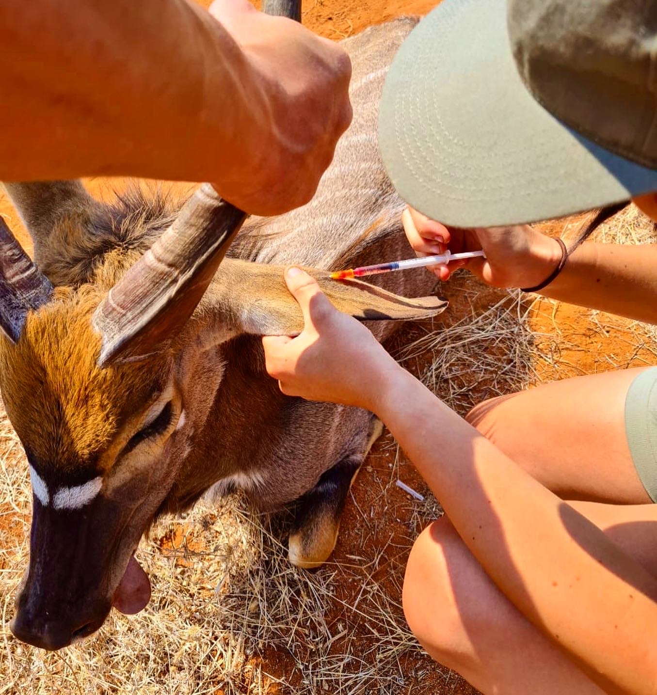 Natasha Hart: injecting a nyala