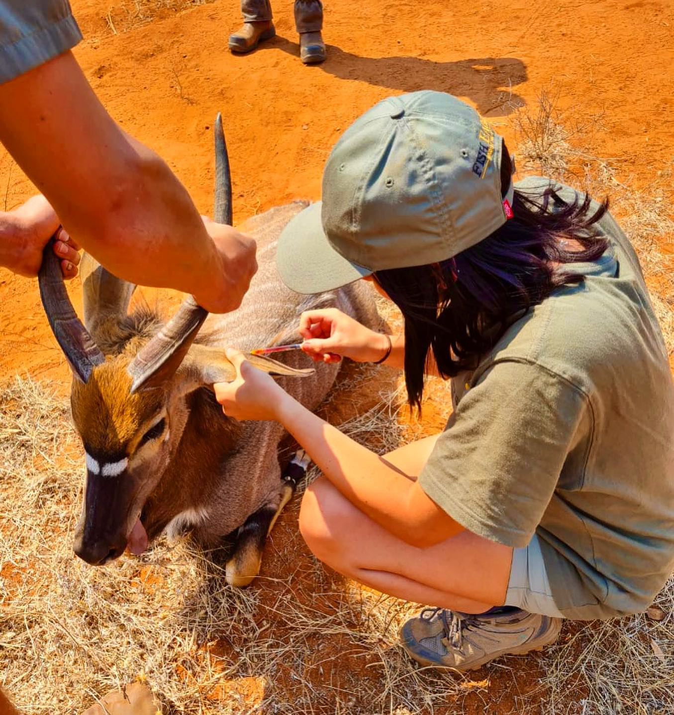Natasha Hart: veterinary work on nyala