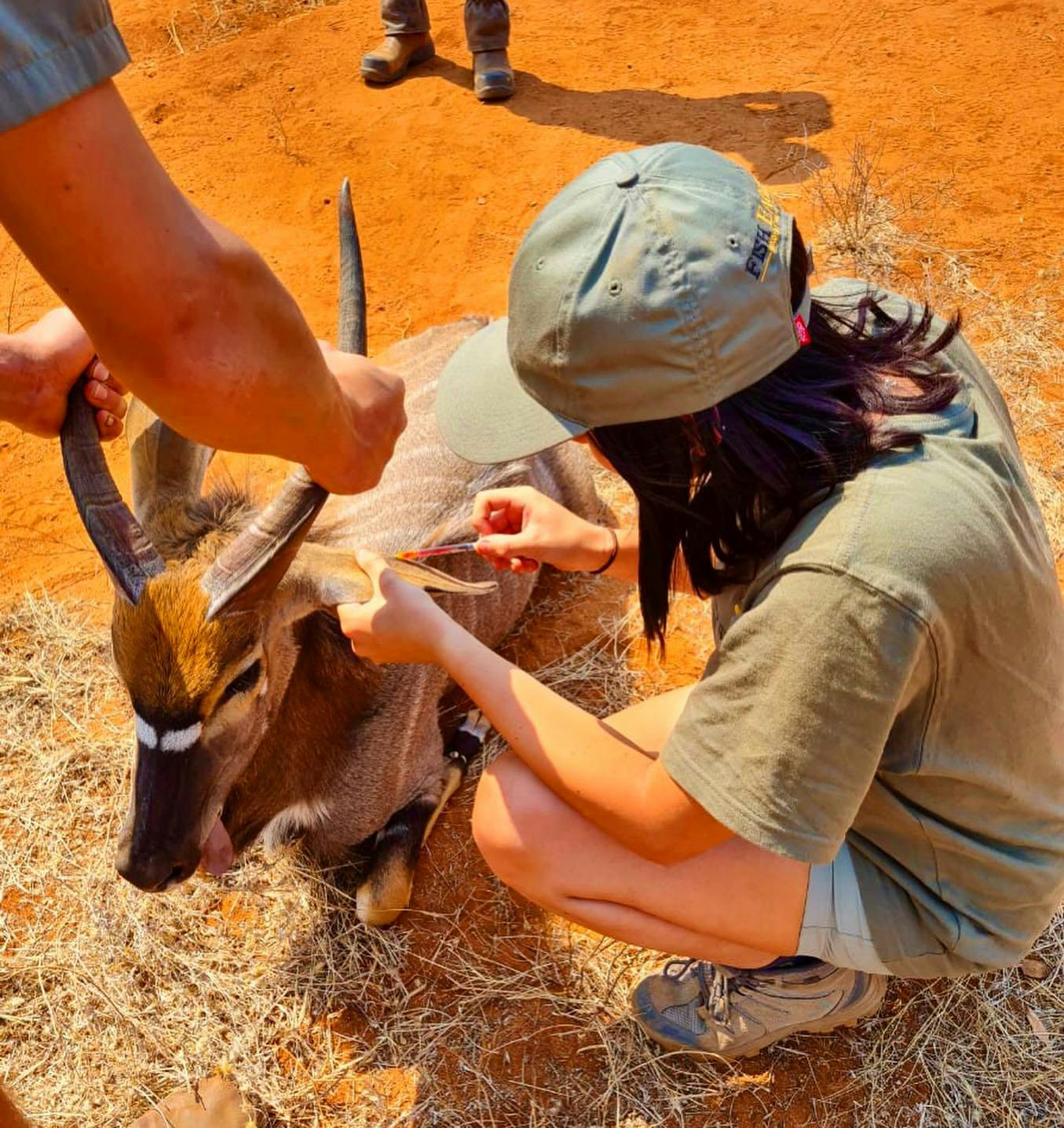 Natasha Hart: veterinary work on nyala