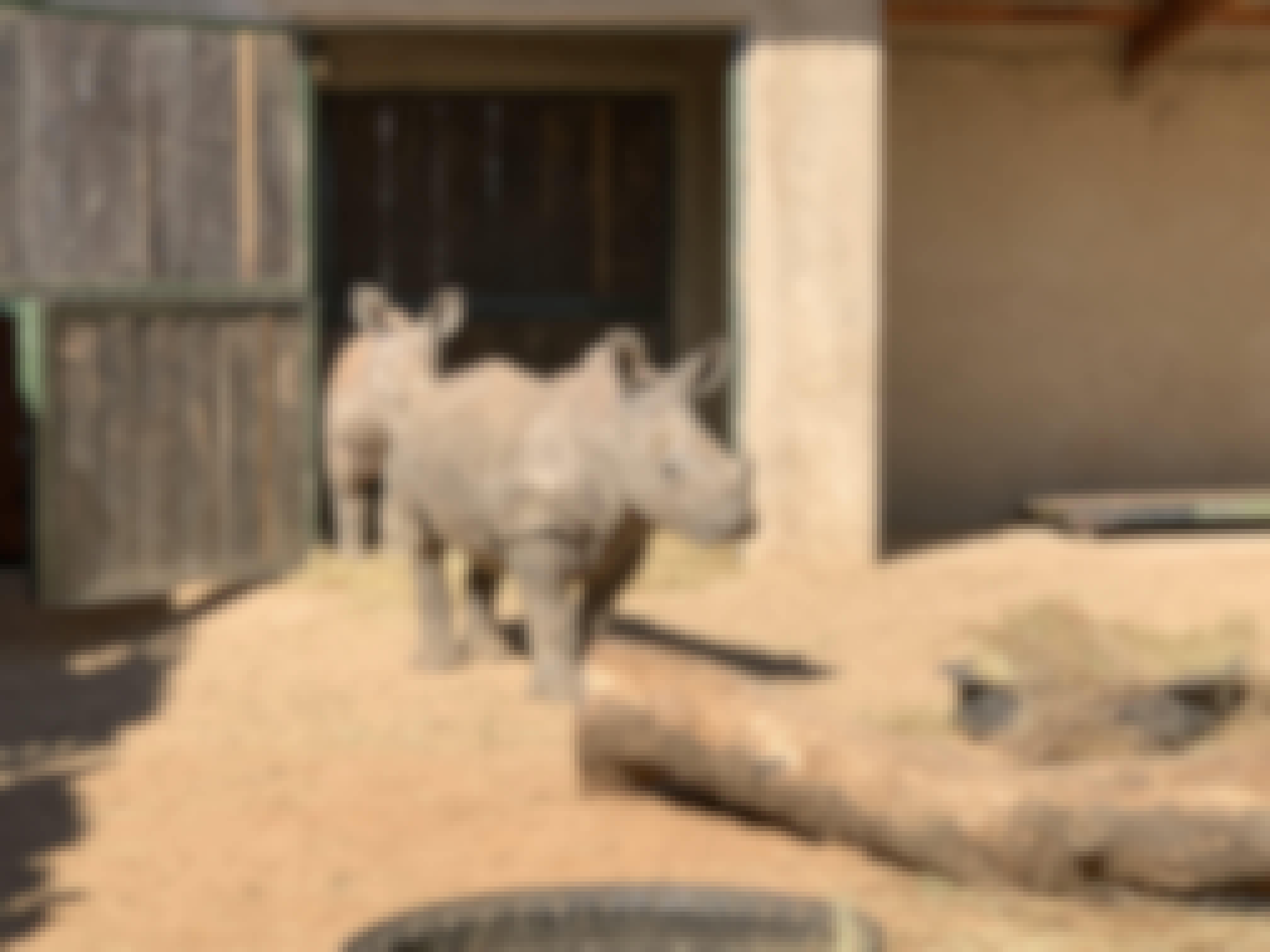 Siske Loggie: baby rhinos
