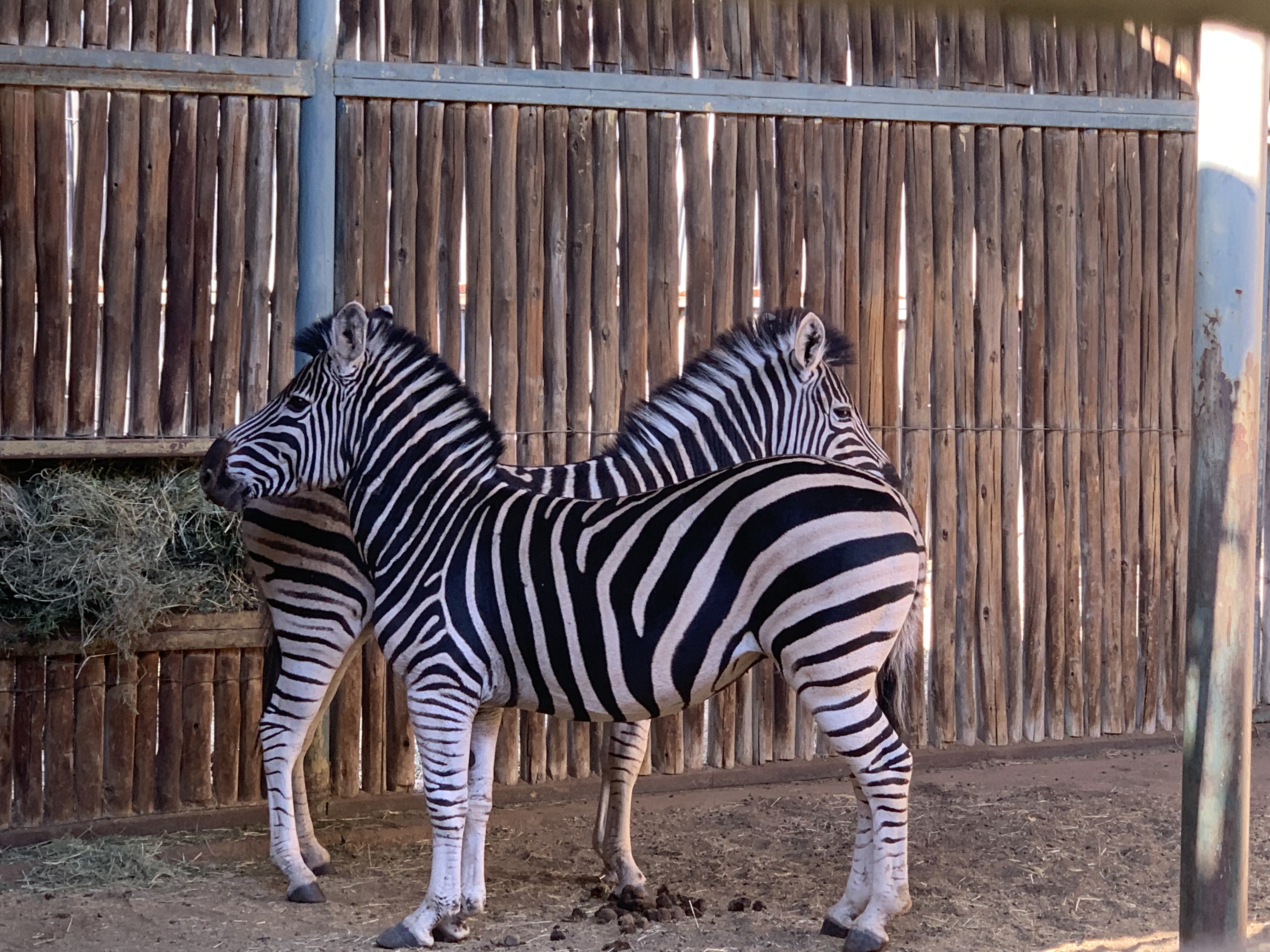 Siske Loggie: zebras
