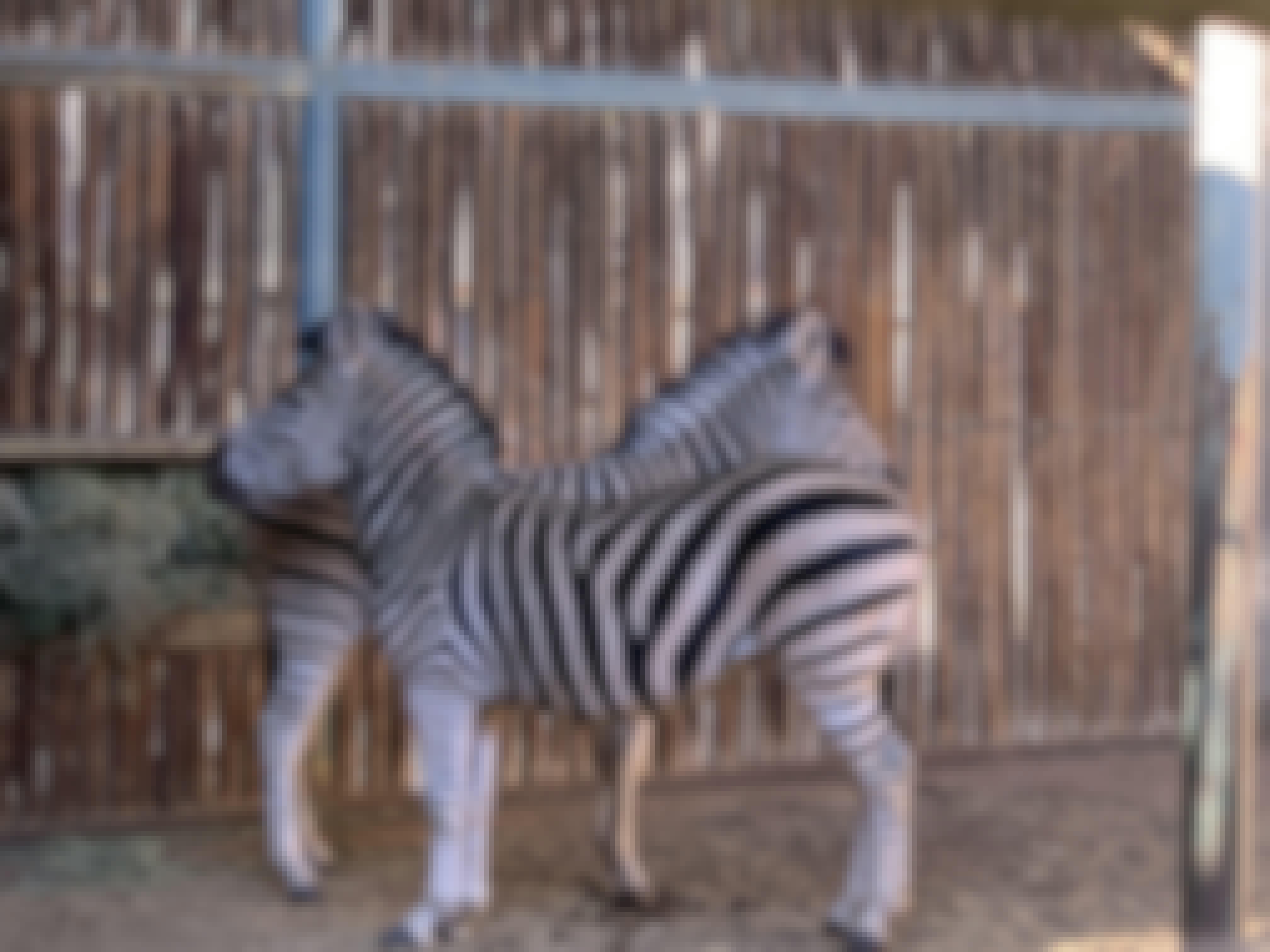 Siske Loggie: zebras