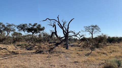Siske Loggie: landscape