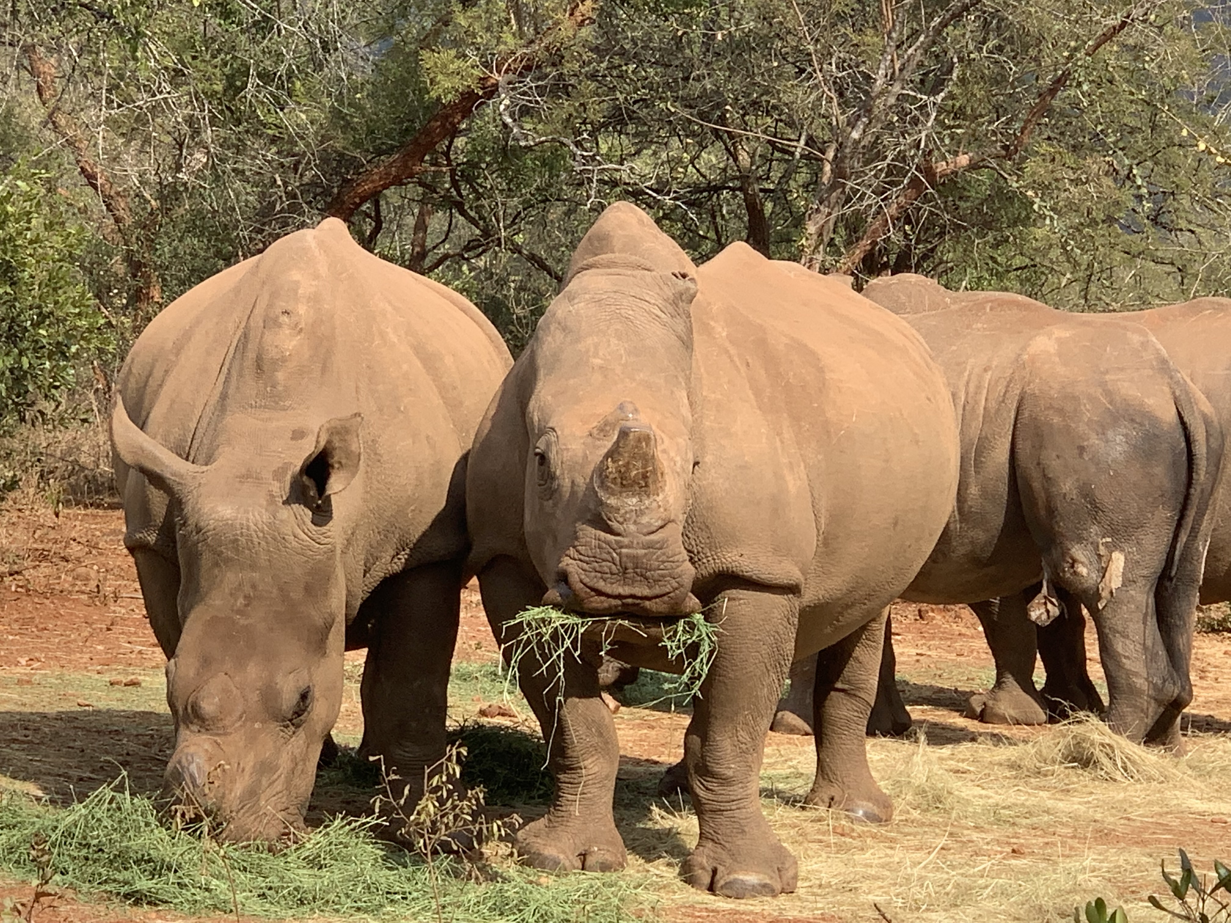 Siske Loggie: rhinos