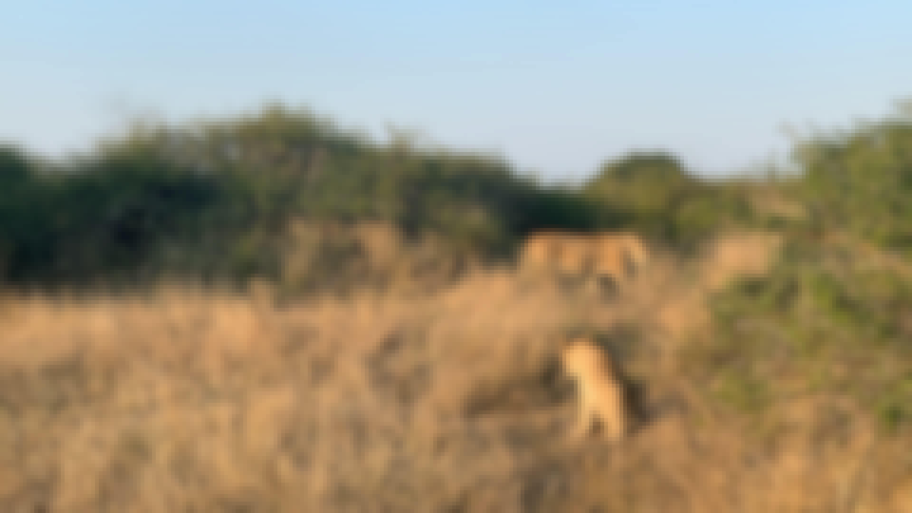 Siske Loggie: two lions
