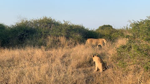 Siske Loggie: two lions