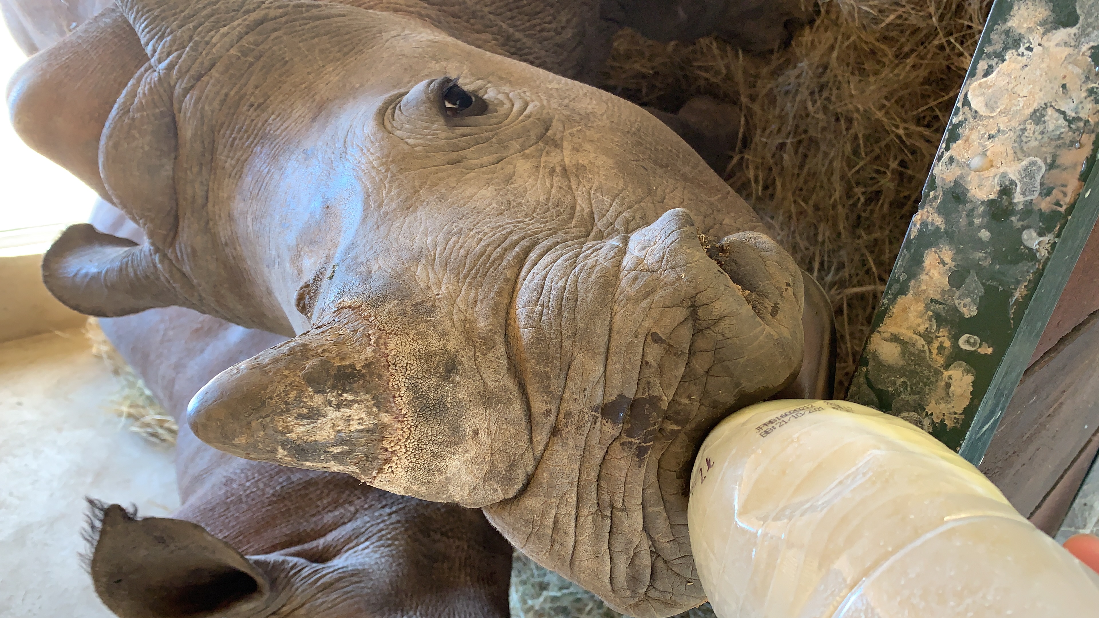 Siske Loggie: close-up of bottle feeding a rhino