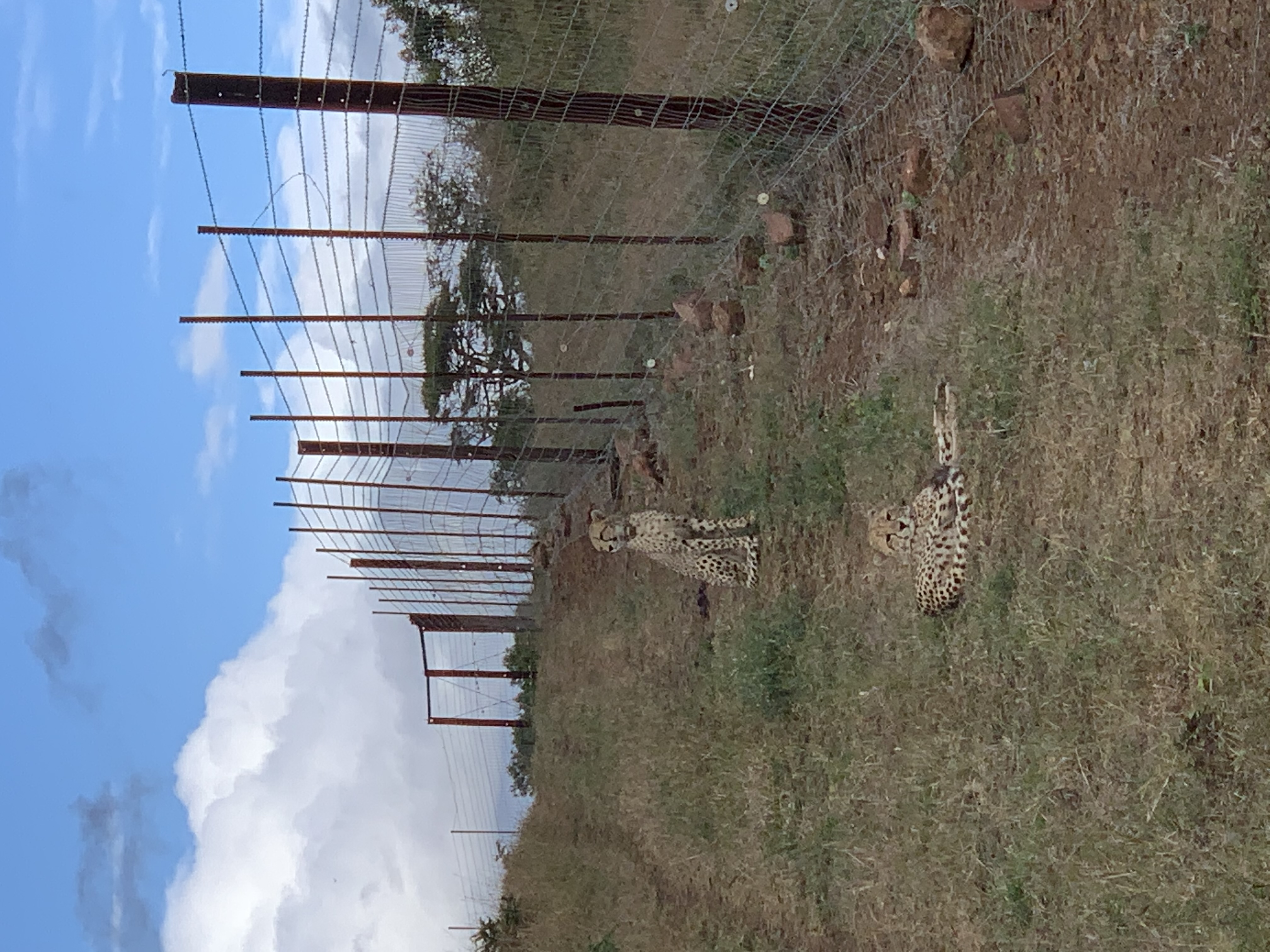 Siske Loggie: cheetah's relaxing