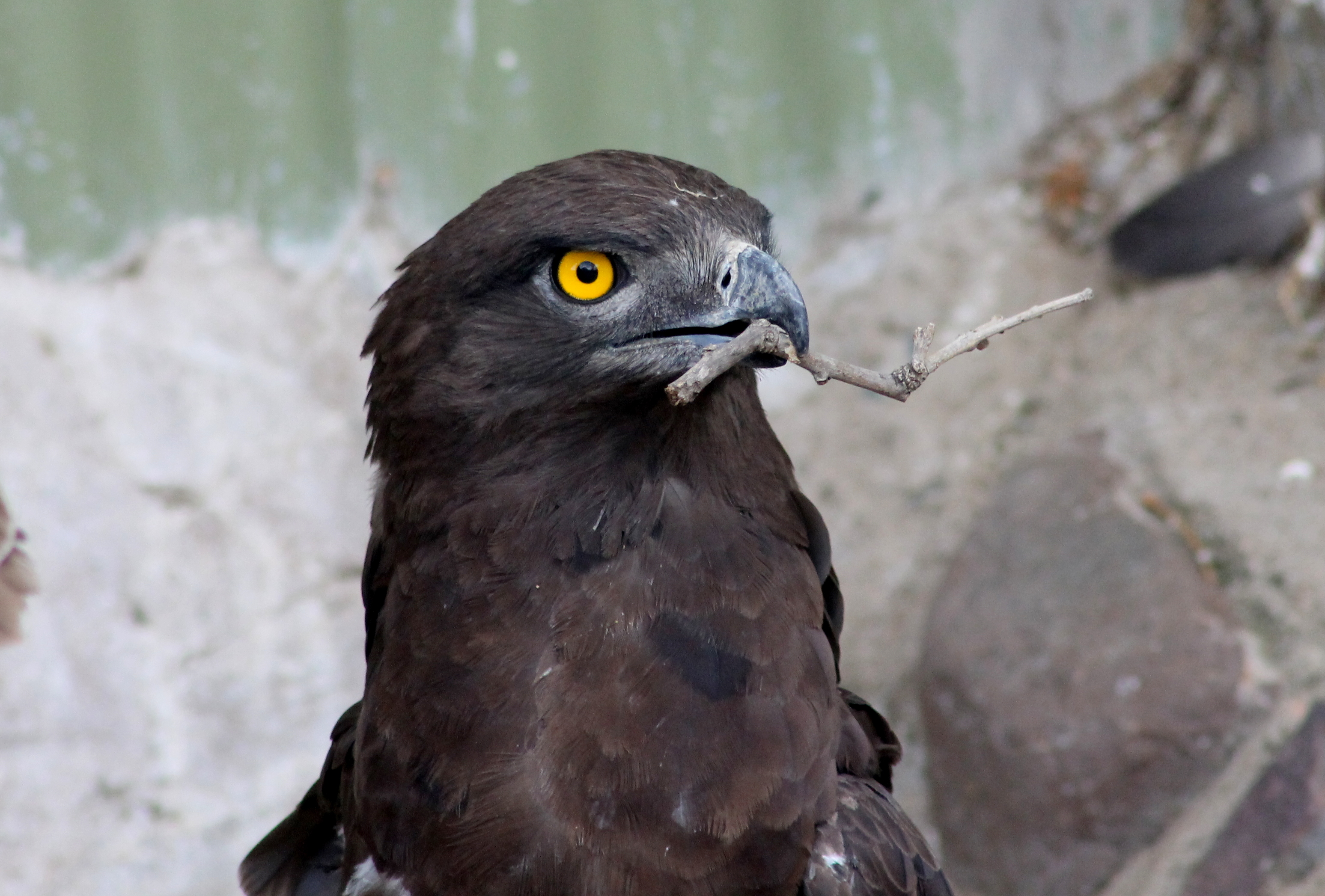 Snake eagle at Moholoholo