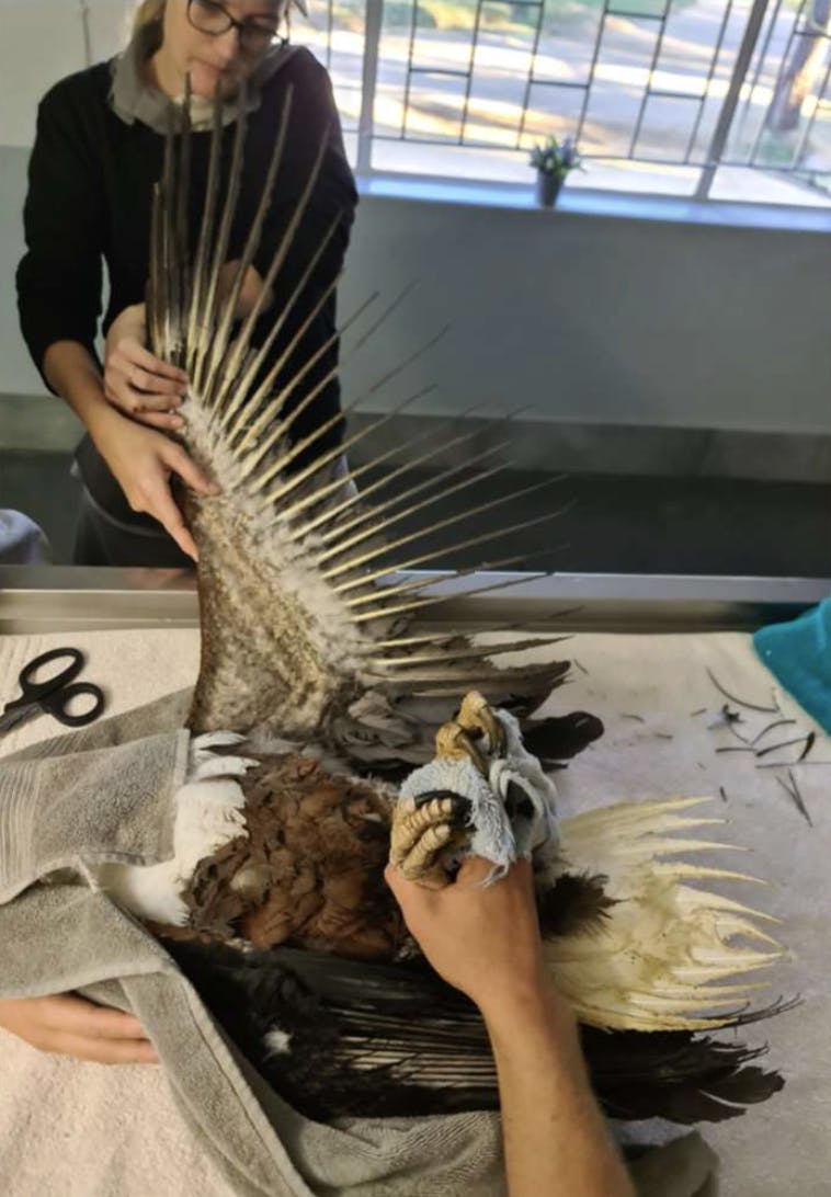 A fish eagle with burned wings at Moholoholo
