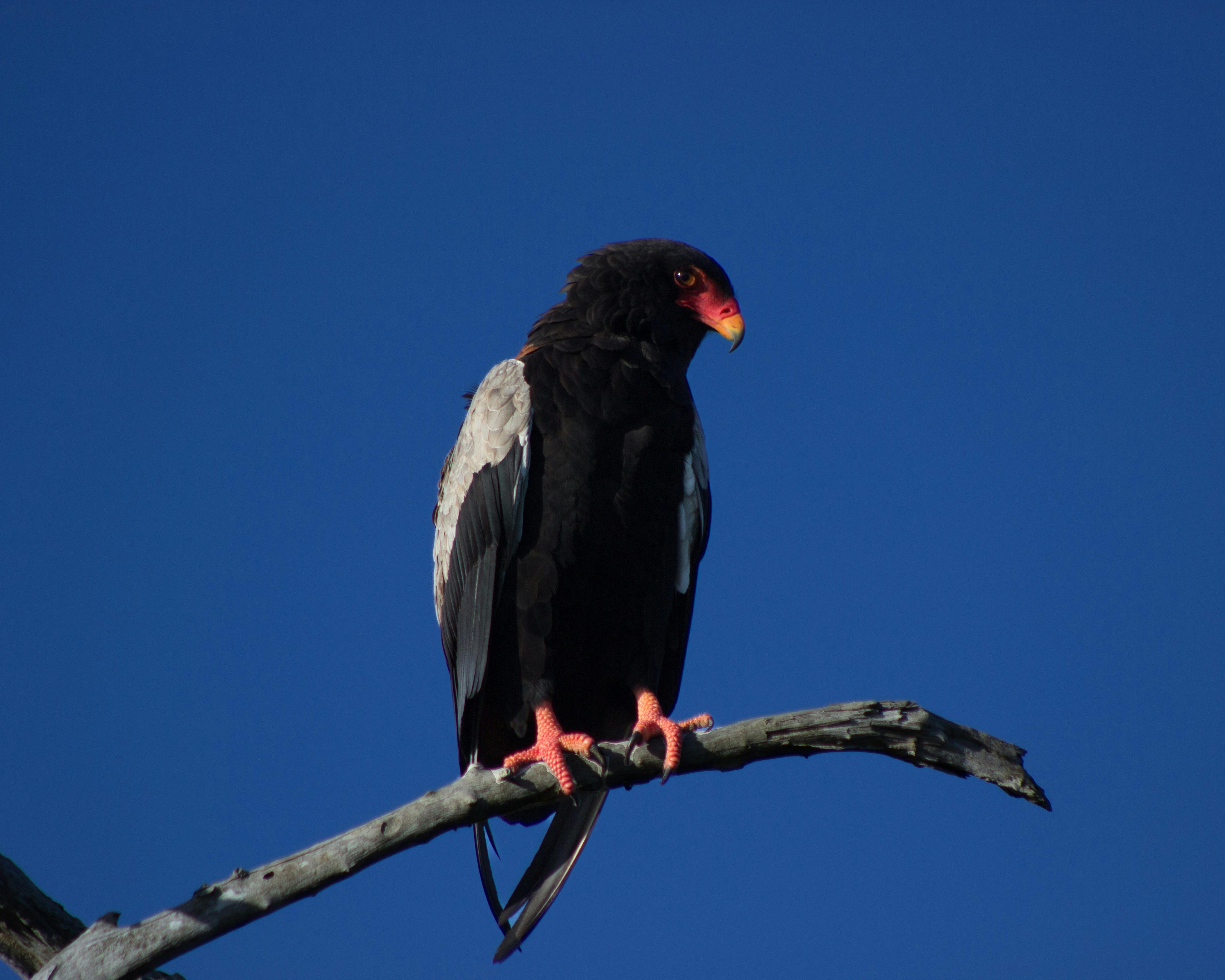 A fish eagle at Phinda