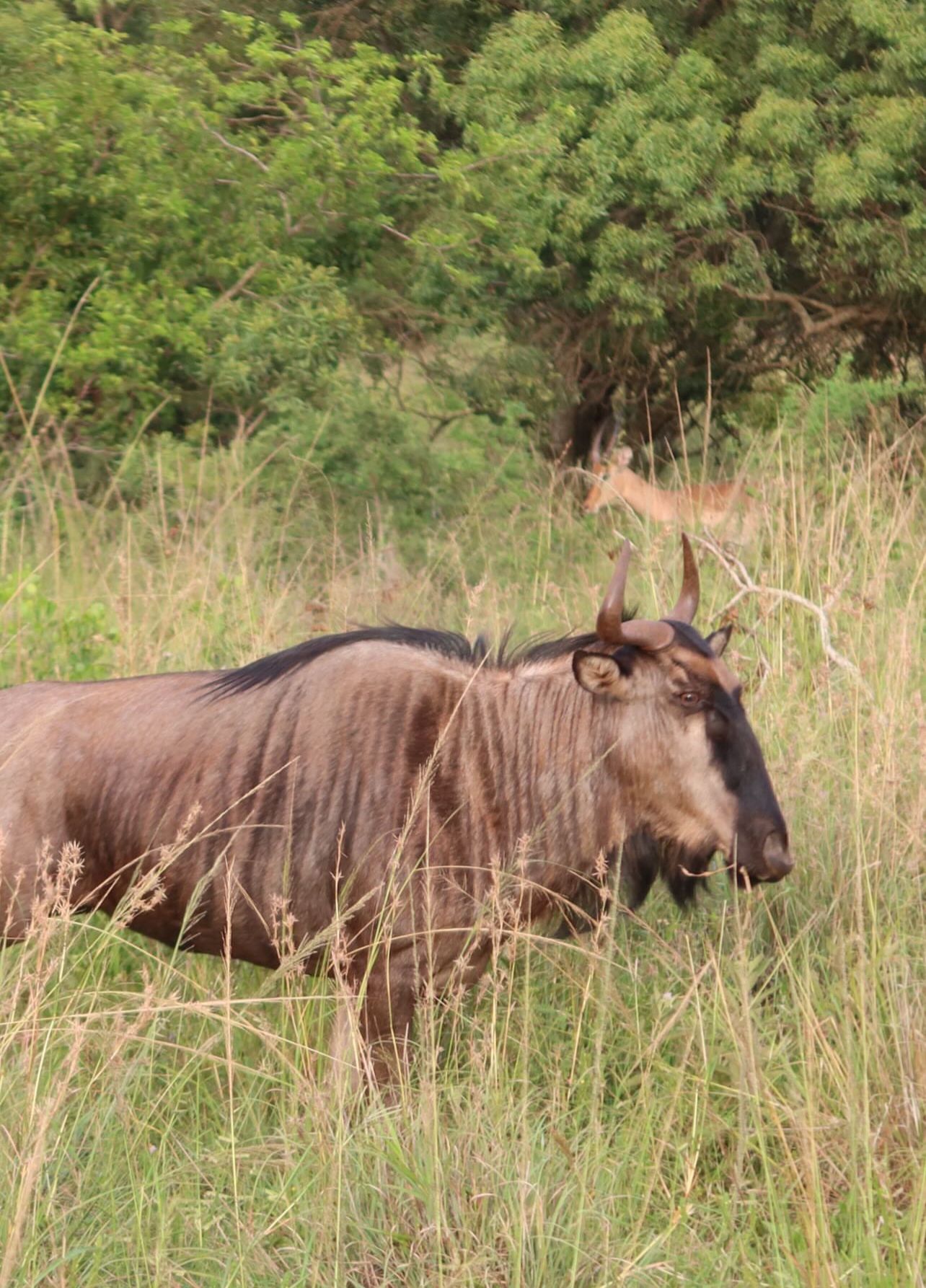 A wildebeest at Phinda 
