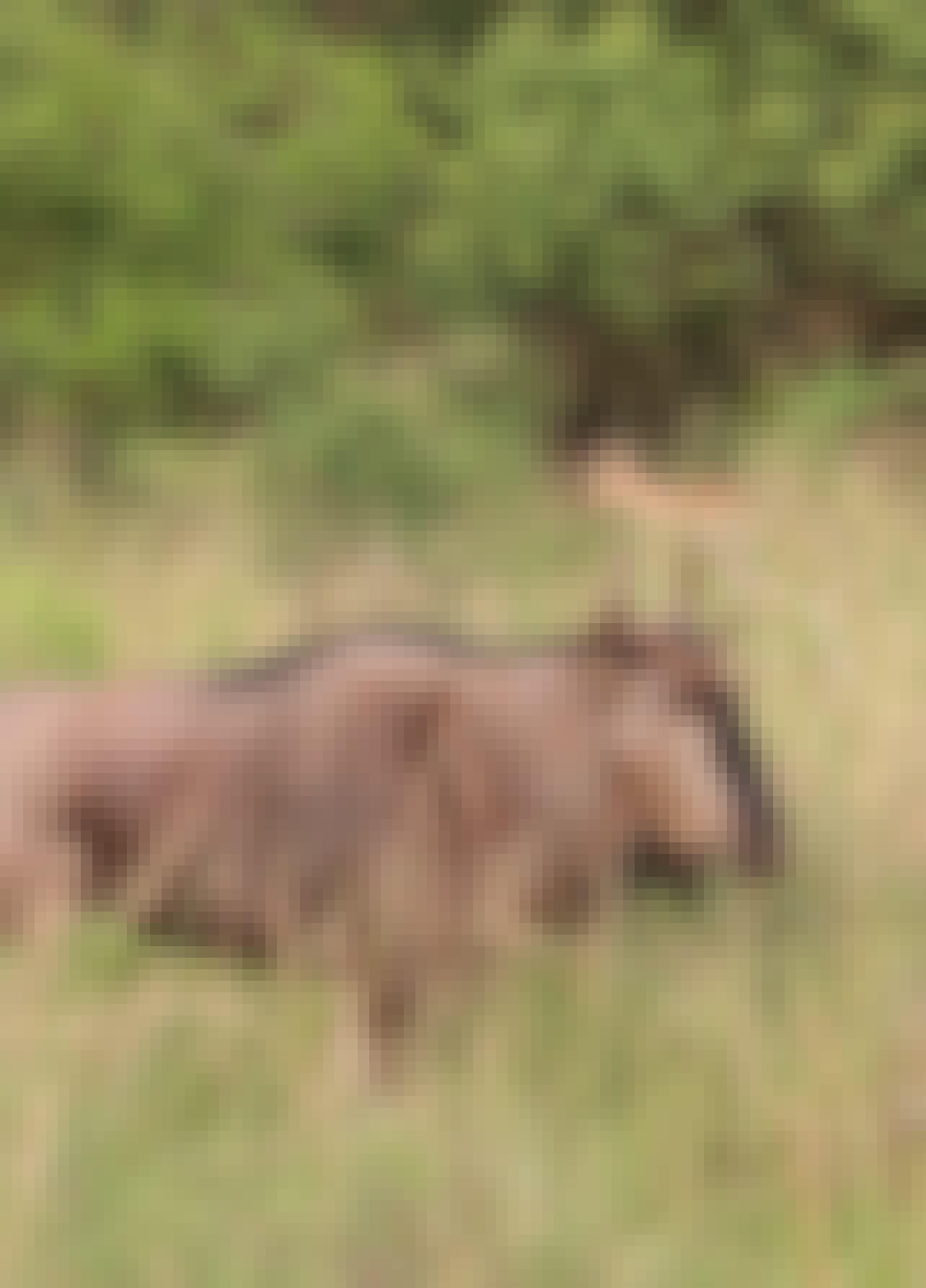 A wildebeest at Phinda 