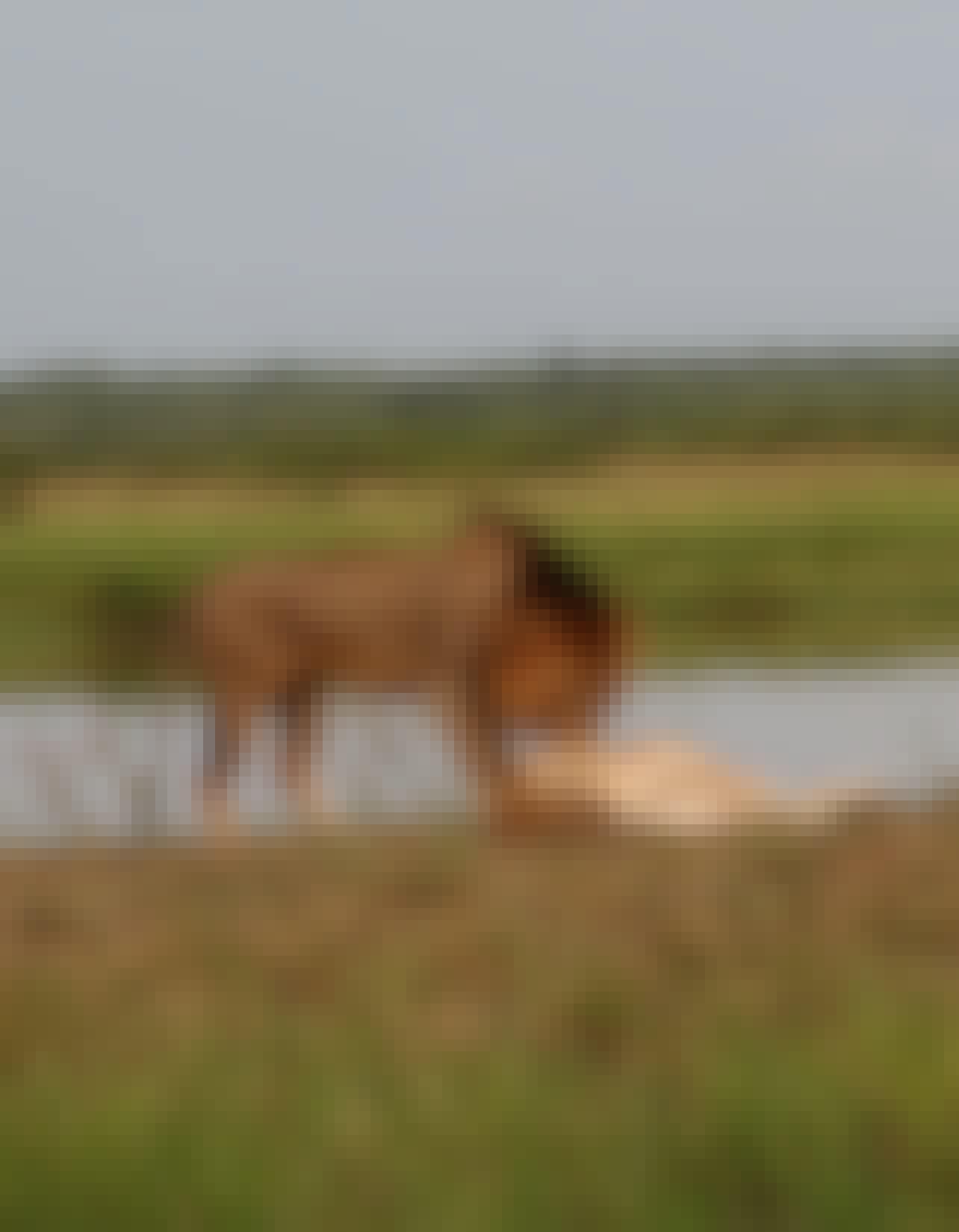 Lion and lioness at Phinda 